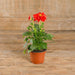 Dahlia (Red) - Plant - Nurserylive Pune