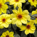 Dahlia (Yellow) - Plant - Nurserylive Pune