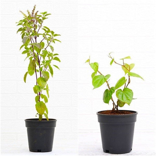 Daily Use Herbal Plants Pack - Nurserylive Pune