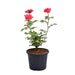Damascus Rose, Scented Rose (Any Color) - Plant - Nurserylive Pune