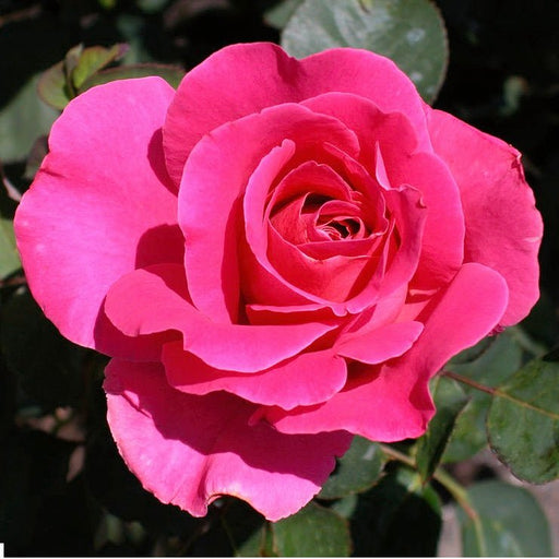 Damascus Rose, Scented Rose (Any Color) - Plant - Nurserylive Pune