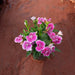 Dianthus (Any Color) - Plant - Nurserylive Pune