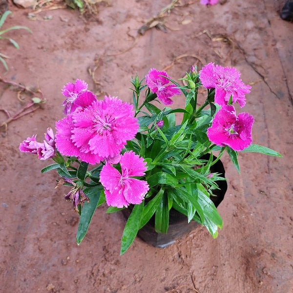 Dianthus (Any Color) - Plant - Nurserylive Pune