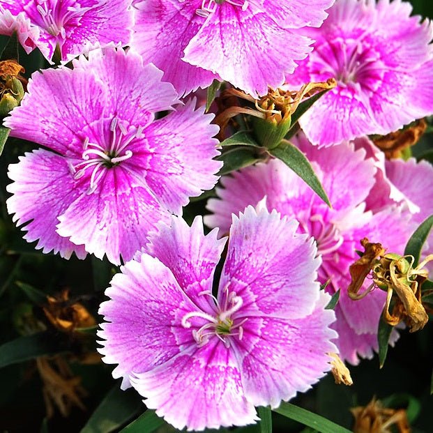 Dianthus (Pink) - Plant - Nurserylive Pune