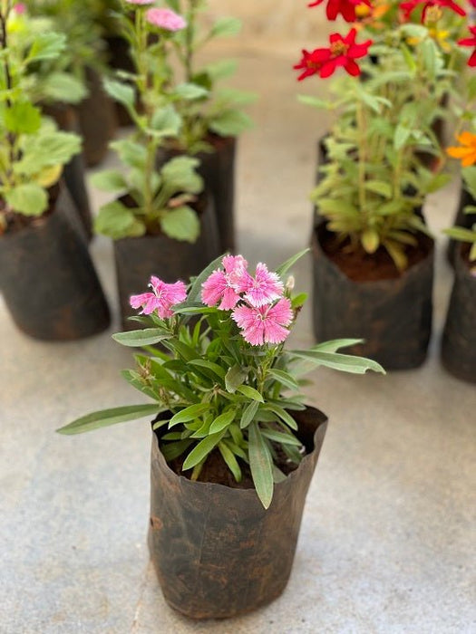 Dianthus (Pink) - Plant - Nurserylive Pune