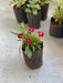 Dianthus (Red) - Plant - Nurserylive Pune