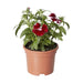 Dianthus (Red) - Plant - Nurserylive Pune