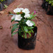Dianthus (White) - Plant - Nurserylive Pune