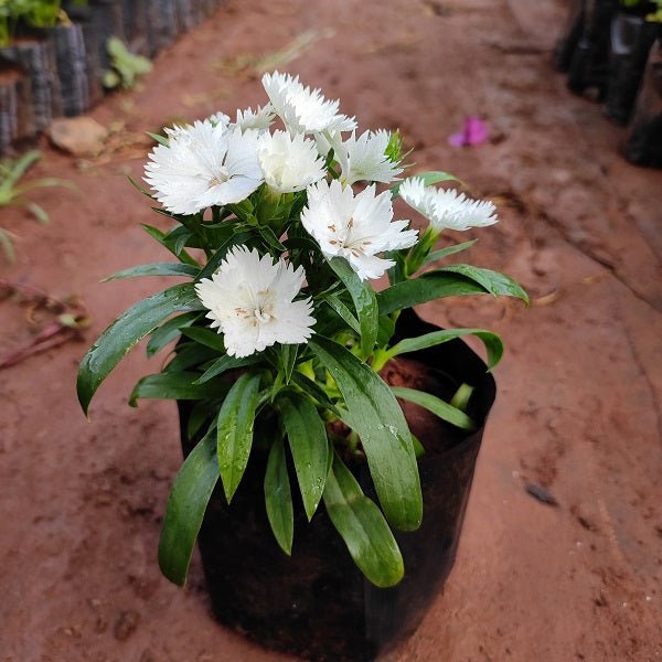Dianthus (White) - Plant - Nurserylive Pune