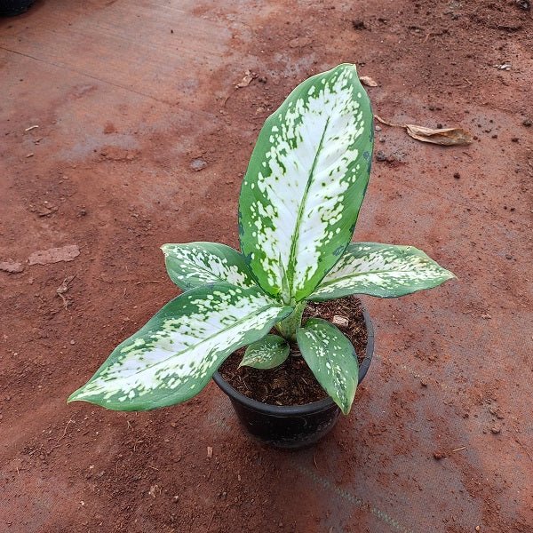 Dieffenbachia Delilah - Nurserylive Pune