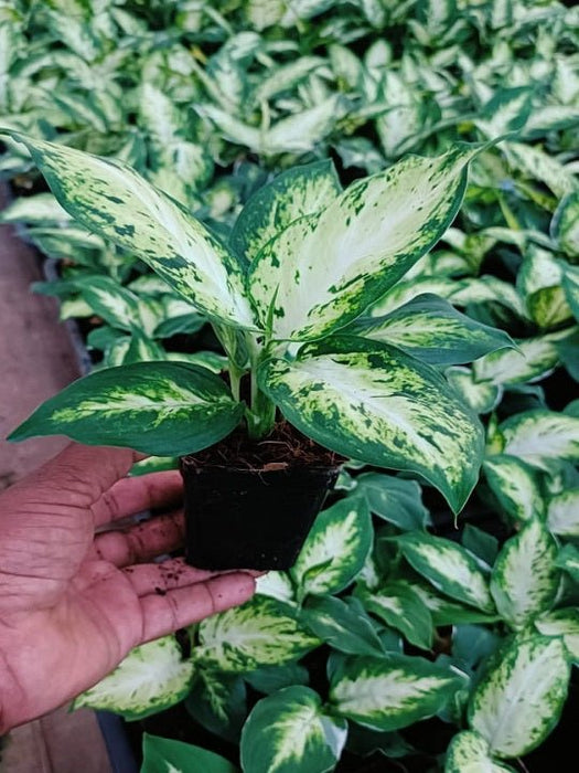 Dieffenbachia Maculata Plant in 8 inch (20 cm) Pot - Nurserylive Pune