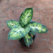 Dieffenbachia Mary - Plant - Nurserylive Pune