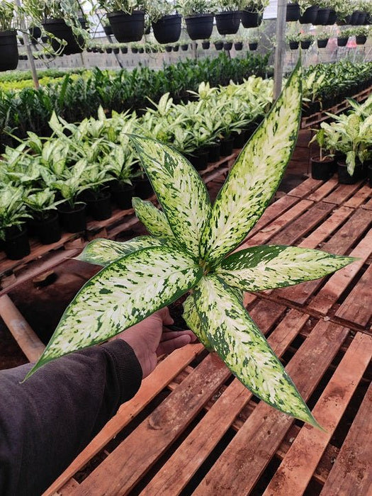 Dieffenbachia Starbright - Plant - Nurserylive Pune