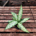 Dieffenbachia Starbright - Plant - Nurserylive Pune
