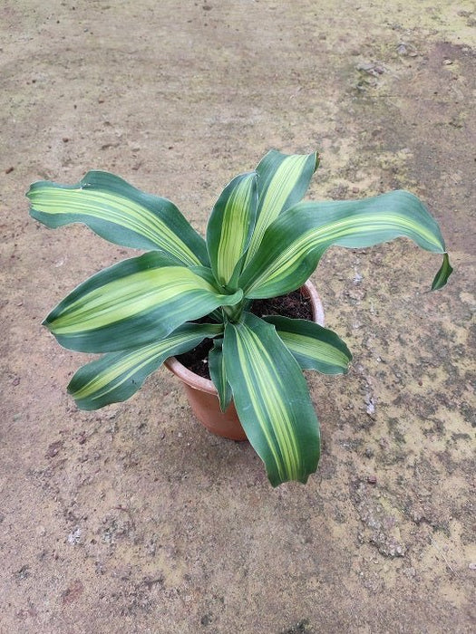 Dracaena Massangeana, Dracaena fragrans Plant in 8 inch (20 cm) Pot - Nurserylive Pune