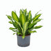 Dracaena massangeana (Golden) Plant in 8 inch (20 cm) Pot - Nurserylive Pune