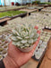 Echeveria colorata Succulent Plant in 3 inch (8 cm) Pot - Nurserylive Pune