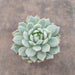 Echeveria colorata Succulent Plant in 3 inch (8 cm) Pot - Nurserylive Pune