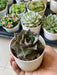 Echeveria Dionysos Succulent Plant in 3 inch (8 cm) Pot - Nurserylive Pune