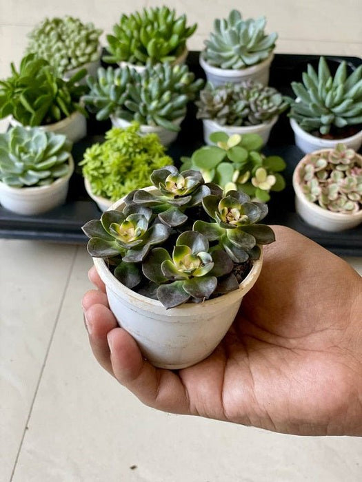 Echeveria Melaco Succulent Plant in 3 inch (8 cm) Pot - Nurserylive Pune