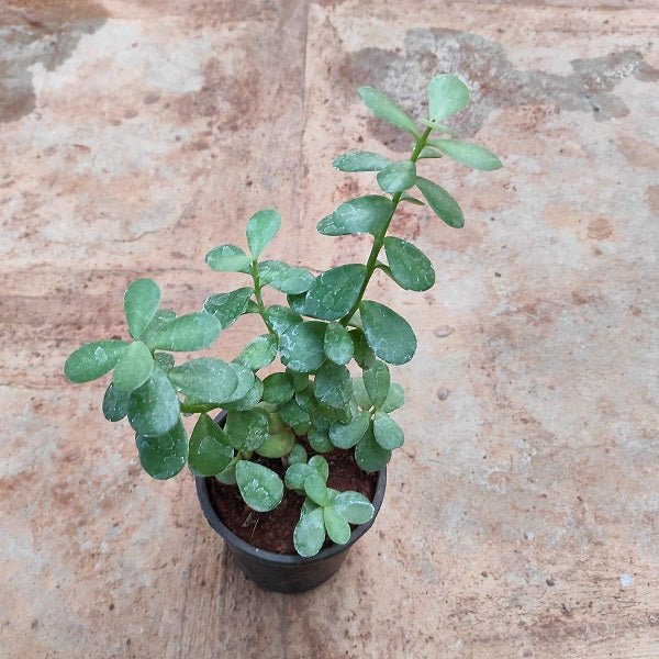Elephant bush, Portulacaria afra, Jade plant (Green) - Succulent Plant - Nurserylive Pune
