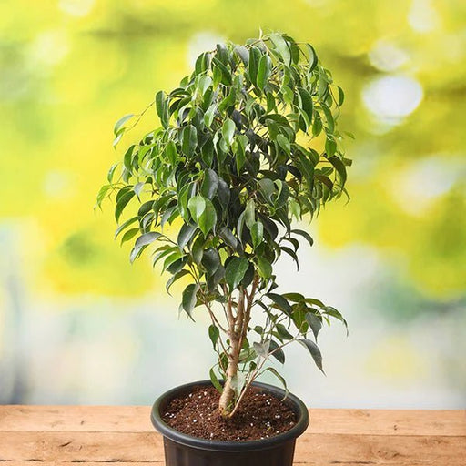 Ficus Benjamina, Weeping Fig - Plant - Nurserylive Pune