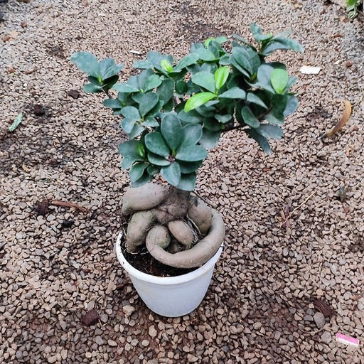 Ficus Bonsai Plant in 5 inch (13cm) Pot - Nurserylive Pune