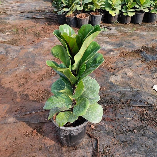 Ficus Lyrata Bambino, Dwarf Fiddle Leaf Fig - Plant - Nurserylive Pune