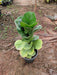 Ficus Lyrata Bambino, Dwarf Fiddle Leaf Fig - Plant - Nurserylive Pune