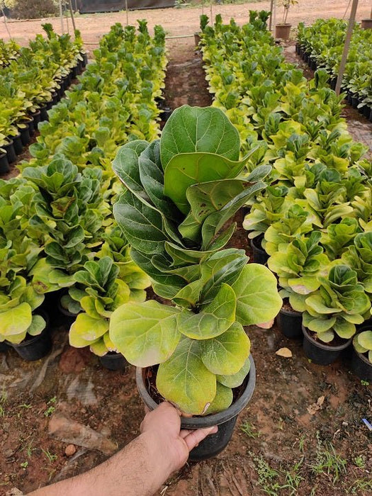 Ficus Lyrata Bambino, Dwarf Fiddle Leaf Fig Plant in 8 inch (20 cm) Pot - Nurserylive Pune
