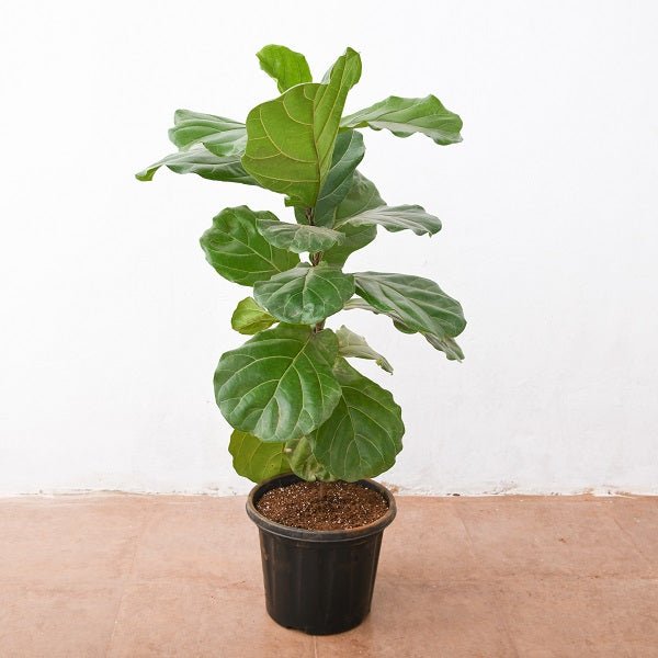 Ficus Lyrata Bambino, Dwarf Fiddle Leaf Fig Plant in 8 inch (20 cm) Pot - Nurserylive Pune