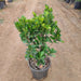 Ficus Moclame, Ficus microcarpa Plant in 5 inch (13 cm) Pot - Nurserylive Pune
