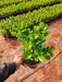 Ficus Moclame, Ficus microcarpa Plant in 5 inch (13 cm) Pot - Nurserylive Pune