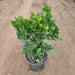Ficus Moclame, Ficus microcarpa Plant In Pot - 10" (25 cm) - Nurserylive Pune