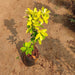Ficus Panda - Plant - Nurserylive Pune
