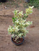 Ficus Starlight - Plant - Nurserylive Pune