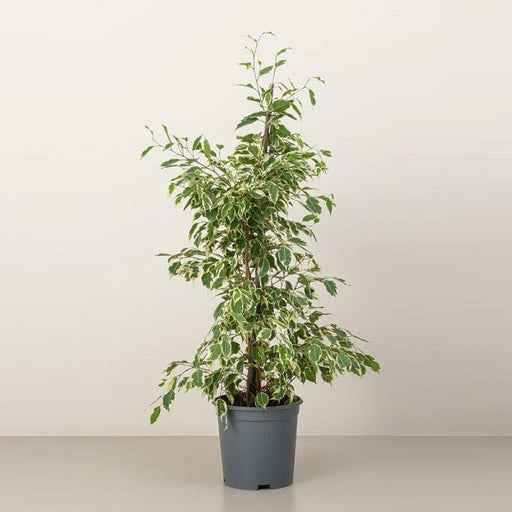Ficus Starlight Plant in 18 inch (45 cm) Pot - Nurserylive Pune