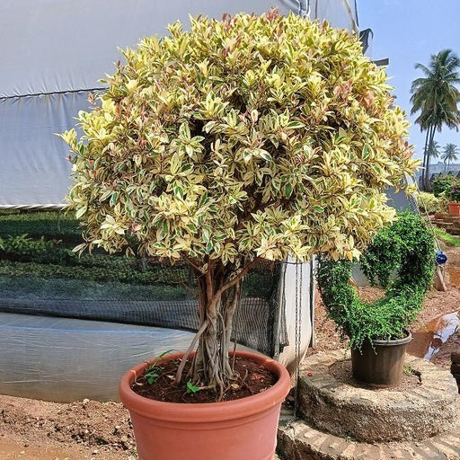Ficus Starlight Plant in 32 inch (82 cm) Pot - Nurserylive Pune