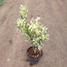 Ficus Starlight - Plant in 8 inch (20 cm) Pot - Nurserylive Pune
