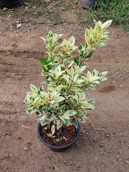 Ficus Starlight - Plant in 8 inch (20 cm) Pot - Nurserylive Pune
