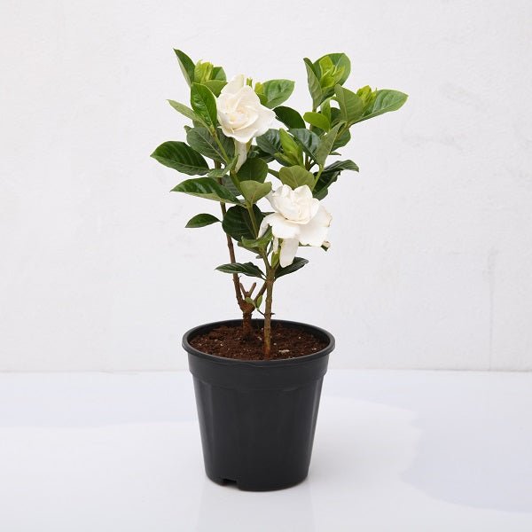 Gardenia Dwarf, Ananta Dwarf - Plant - Nurserylive Pune