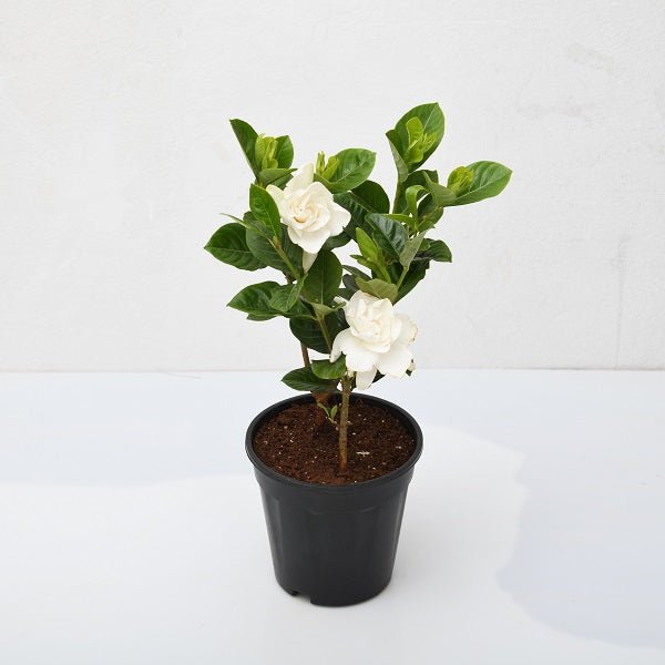 Gardenia Dwarf, Ananta Dwarf - Plant - Nurserylive Pune