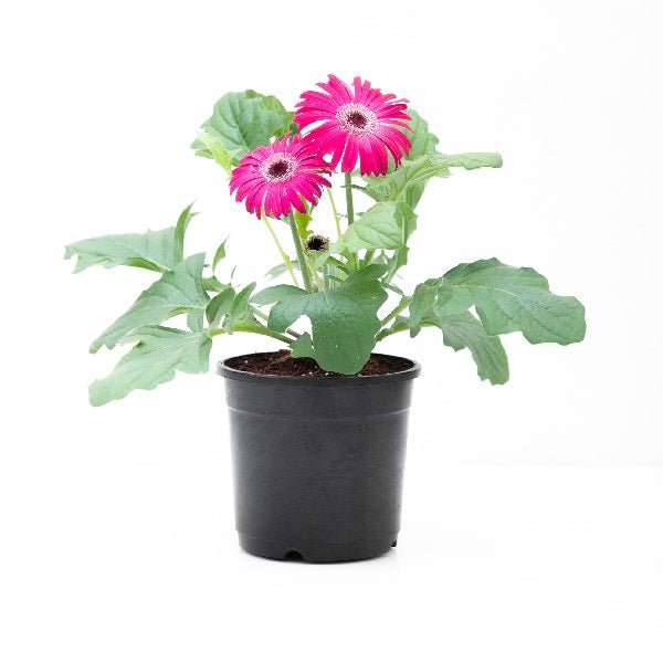 Gerbera (Any Color) Plant in 5 inch (13 cm) Pot - Nurserylive Pune