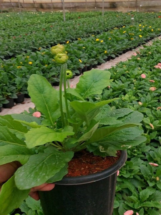 Gerbera (Any Color) Plant in 5 inch (13 cm) Pot - Nurserylive Pune
