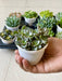 Graptosedum, California Sunset Succulent Plant in 3 inch (8 cm) Pot - Nurserylive Pune