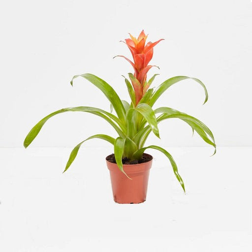 Guzmania (Any Color) - Plant - Nurserylive Pune