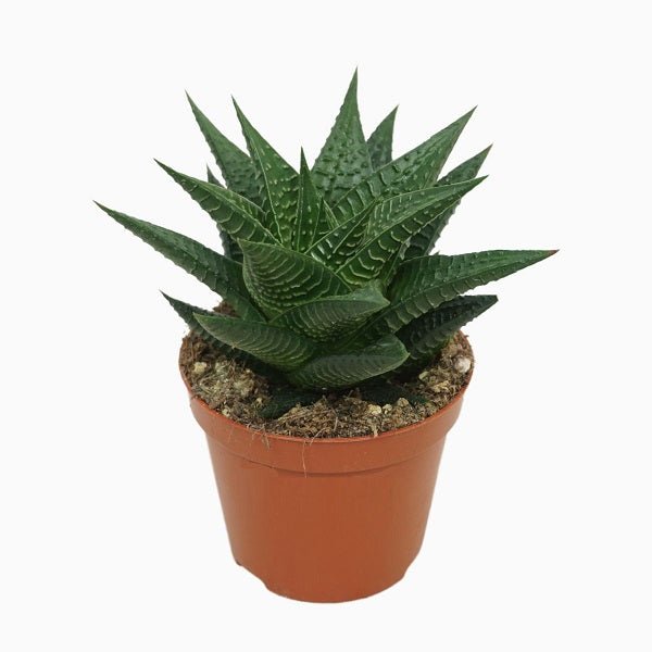 Haworthia limifolia Succulent Plant in 3 inch (8 cm) Pot - Nurserylive Pune
