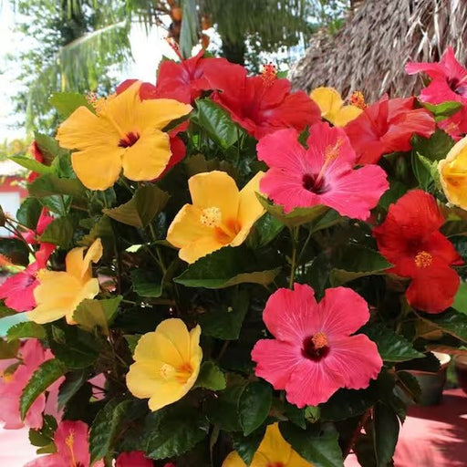 Hibiscus, Gudhal Flower (Any Color) - Plant - Nurserylive Pune