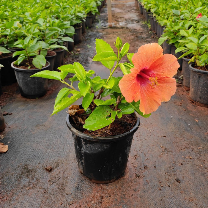 Hibiscus, Gudhal Flower (Any Color) - Plant - Nurserylive Pune