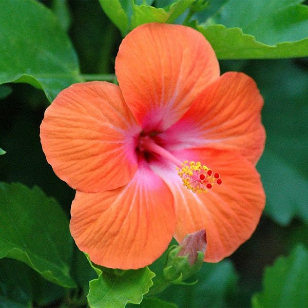 Hibiscus, Gudhal Flower (Orange) - Plant - Nurserylive Pune